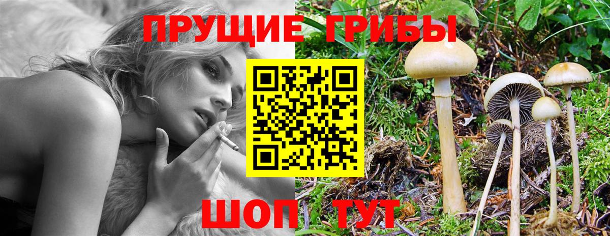 Псилоцибиновые грибы Psilocybe  Махачкала 